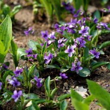 紫花地丁种子批发零售 供应优质花卉种子 量大价格从优