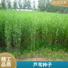 盆栽适合河道绿化耐寒芦苇苗表流湿地水生植物每株3芽以上负责施工种植包成活