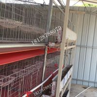无人管理全自动三层清粪机肉食鸡笼鸡笼生产厂家 正谷机械