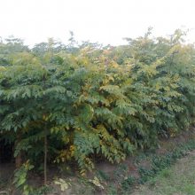 定植入圃 5公分栾树价格 5-20公分栾树出售