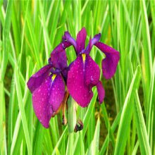 玉蟬花 水生植物玉蟬花 基地*** 歡迎選購