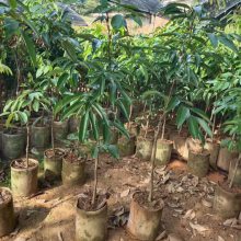灵山荔枝苗批发 A4无核荔枝苗 无核荔枝营养钵苗