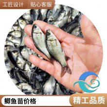 异育银鲫 中科三号鲫鱼苗 养殖技术支持 湘云鲫幼苗发货 港发水产