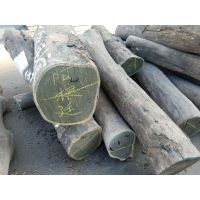 阿根廷绿檀原木新货大量到港