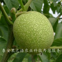 晋丰核桃树苗基地、晋丰核桃树苗一亩栽多少棵