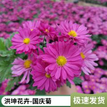 时令花卉品种批发 山东花卉基地 花卉品种 草花 摆花花卉 节日花卉