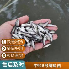 港发水产 专业淡水鱼 鲫鱼苗 存活***快速发货 可批发提供技术指导