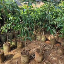 灵山荔枝苗批发 A4无核荔枝苗 无核荔枝营养钵苗