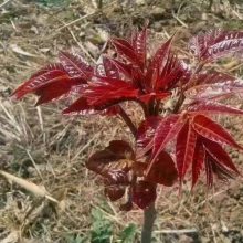 红油香椿苗 香椿苗批发 香椿芽 红油香椿育苗基地直发