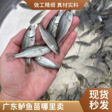 吃饲料加州鲈鱼苗 大口黑鲈鱼苗 七星鲈鱼苗 种苗基地优鲈1号