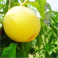 果树苗木基地批发嫁接桃树苗