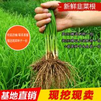 韭韭菜四季包邮红根宽叶菜根盆栽菜根种子蔬菜香韭菜苗韭韭菜现挖