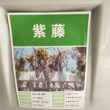 优质新藤本植物种子 紫藤花种子 发芽*** 价格便宜 ***