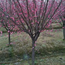 大型梅花基地径10公分红梅树价格2公分红梅小苗报价风景树
