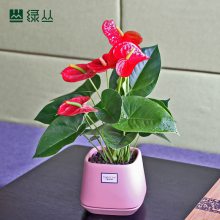 武汉同城苗圃直达/室内净化空气办公绿化/红掌植物盆栽/绿丛园林