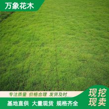 四季常绿品种四季青草坪草皮 用作果岭草 足球场运动场用草坪