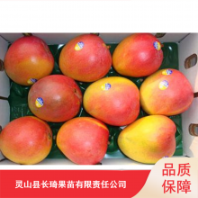 成活***四季芒果苗_优质凯特芒果苗_东源长琦果苗种植技术