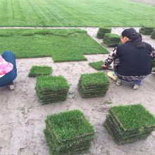 基地供应 马尼拉草坪草皮 庭院护坡绿化草皮 带土带泥真草皮 生长迅速成坪快 价格优惠 欢迎来电咨询