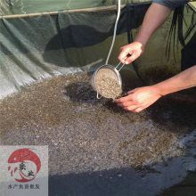 锦州吃饲料加州鲈鱼苗 加州鲈鱼苗规格苗优良品种
