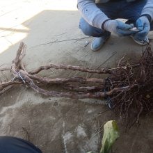 晨香葡萄苗品种全，葡萄酒葡萄苗 规格多