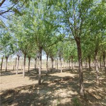 3公分旱柳 长期销售 质量好 美化净化