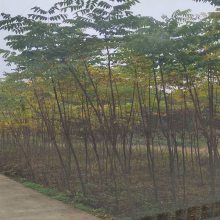 无公害绿色芽苗菜种子豌豆苗种子白豌豆麻豌豆种子箭舌豌豆 价格 厂家 中国供应商