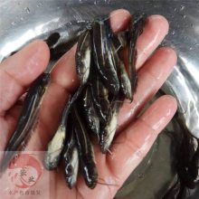 四川达州***大口鲶鱼苗 胡子鲶养殖方法