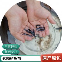 港发水产 专业淡水鱼 鸭嘴鱼苗 存活***快速发货 可批发提供技术指导