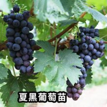 泰安盛通园艺场苗木种植基地、葡萄苗种苗、葡萄苗