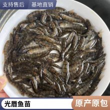 大型冷水溪水石斑鱼苗 红腹光唇鱼苗 好养花斑水花 成活***