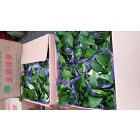 北京绿萝的价格一盆多少钱
