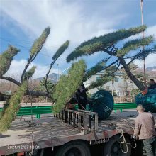 惠农 工厂小区种植绿化造型景松树 2米高迎客松树带原土发货