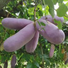 野香蕉八月瓜 口味*** 江西种植基地供应 野香蕉种植技术介绍