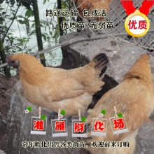 ڻëڼѩڹǼʺϸڸкðɻ