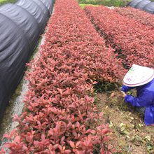 红叶石楠 广东佛山城市绿地绿化用的景观苗木***格 多少钱