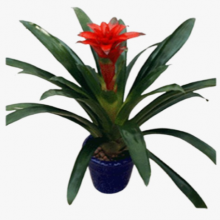 黄浦区社区绿化养护服务 真诚推荐 上海园中园花艺绿化供应