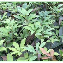 老鹰茶苗老鹰茶种苗价格
