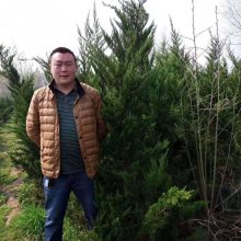 山东70公分高-80公分高-90公分高龙柏多少钱一颗