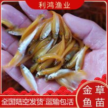 【特优品种】金草鱼苗 俄罗斯金丝草鱼类 金鲩鱼 赤目鱼 红眼 利鸿渔业