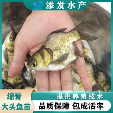 [大量鲜活]缩骨大头鱼苗 花鲢鱼 大头鱼 胖头鱼 缩骨花鲢鱼苗养殖