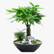 青浦区工厂绿化养护标准 欢迎咨询 上海园中园花艺绿化供应