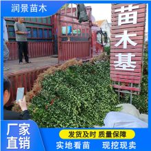 江西北海道黄杨基地 小区围墙绿化苗木 1.8米丛生黄杨黄杨苗价格 四季常青绿篱苗 土球包装