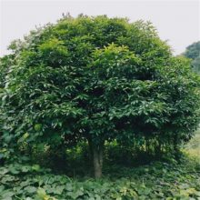 丹桂树苗成活***、桂花树苗大量供应、桂花树种植基地