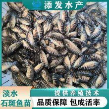 糡 ˮʯ ṩֳָ