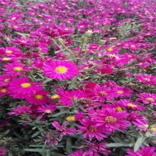 基地销售 地被荷兰菊花海 路边道路绿化 营养杯苗 荷兰菊小苗 工程绿化苗木