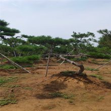 惠农农业4米高造型景松出售 规格齐全园林市政绿化树苗