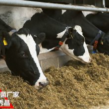 奶牛产奶量低用奶牛活菌微生态无药残增加产奶