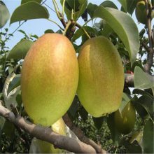 库尔勒香梨树苗品种齐全 梨树苗基地栽培 帅阳苗木价格查询
