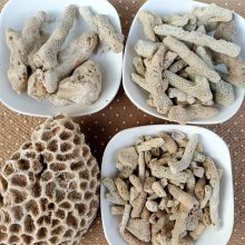 海滨珊瑚砂 鱼缸铺低珊瑚砂 水族过滤材料珊瑚骨