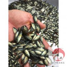 宁波鱼塘养殖石斑鱼苗 报价淡水石斑鱼苗